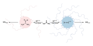 Graphical abstract image for ‘Role of carboxylates in the phase determination of metal sulfide nanoparticles’.